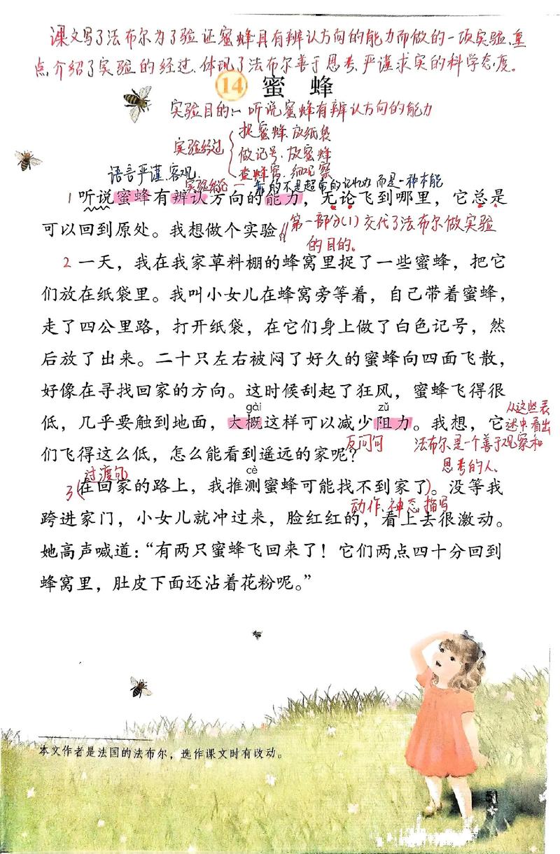 蜜蜂的舞蹈语言（蜜蜂的舞蹈语言是什么）